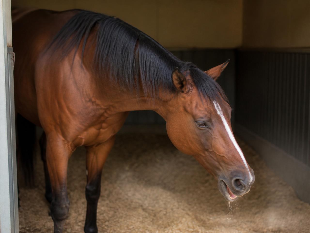 Hoesten bij paarden