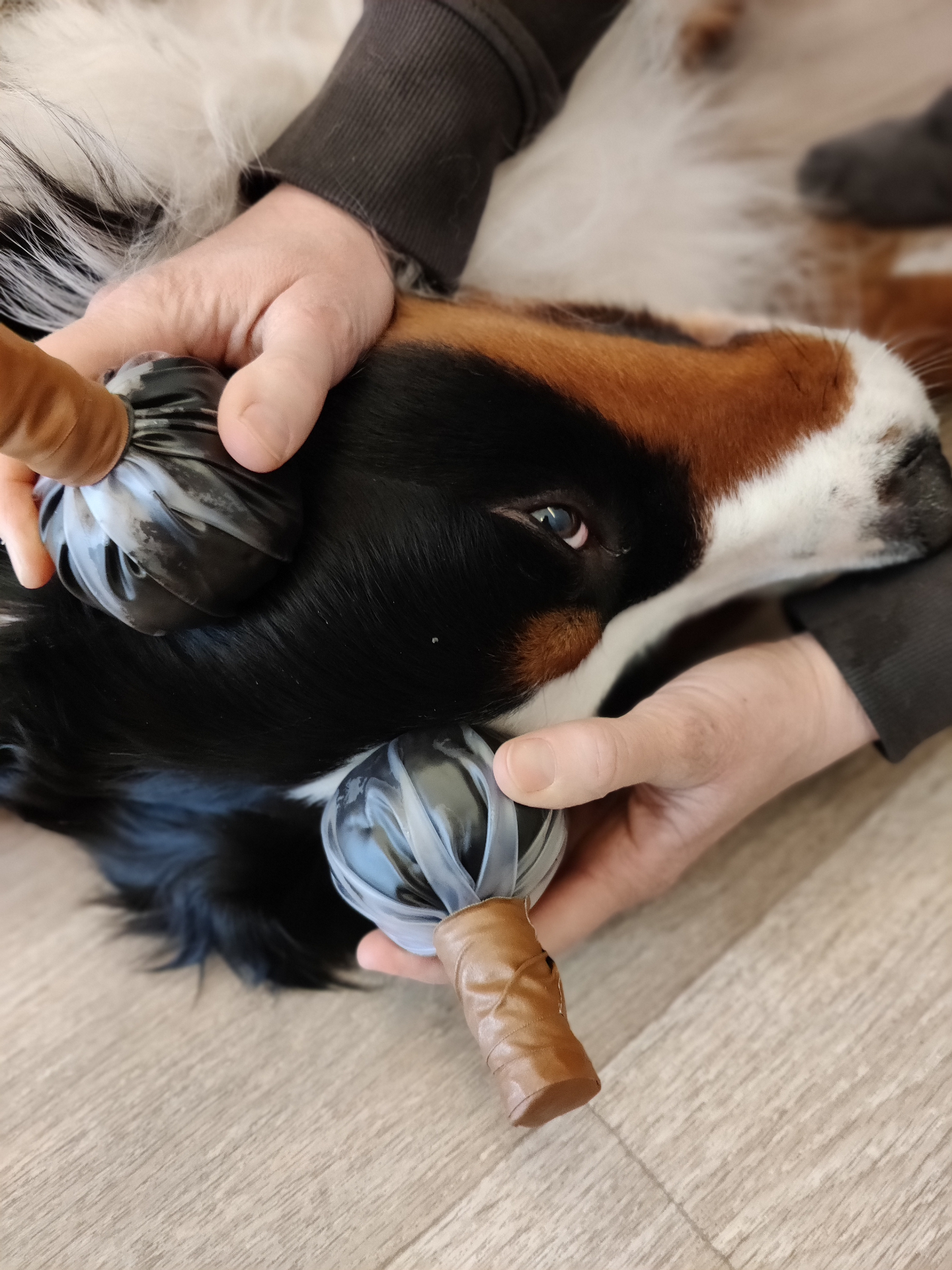 Close-up van moorstempels bij de kop van een hond