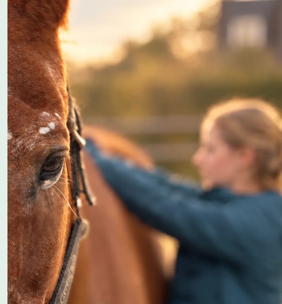 Een rustig paard in de wei, aangeraakt door een hand
