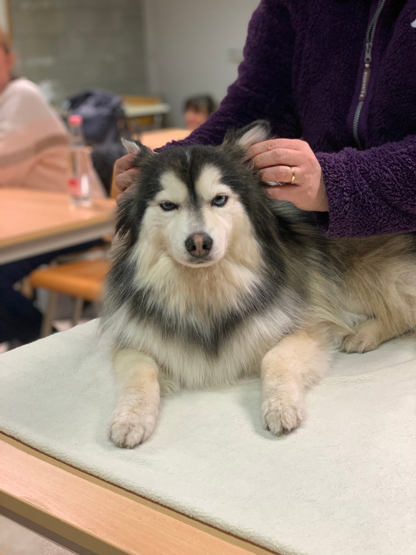 Husky krijgt rustig een shiatsubehandeling op tafel tijdens de workshop