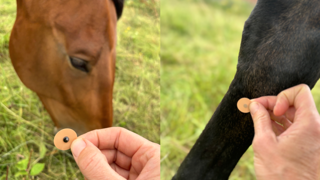 Paardenmagneten