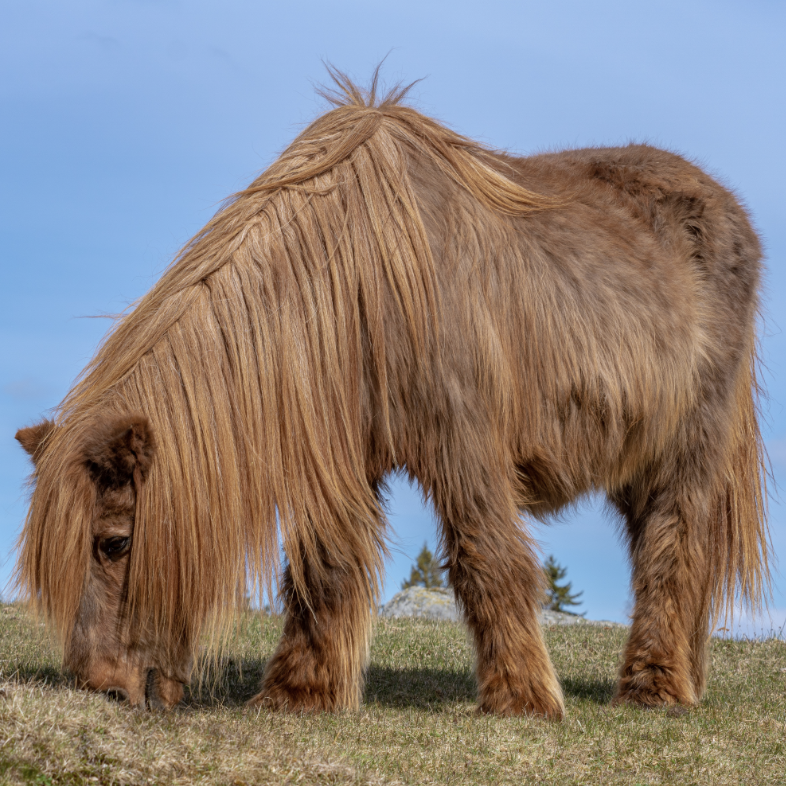 Cushing bij paarden: Een holistische weg naar balans en comfort