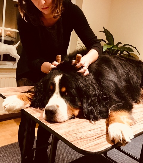 Moorstempelmassage bij een hond tijdens de workshop