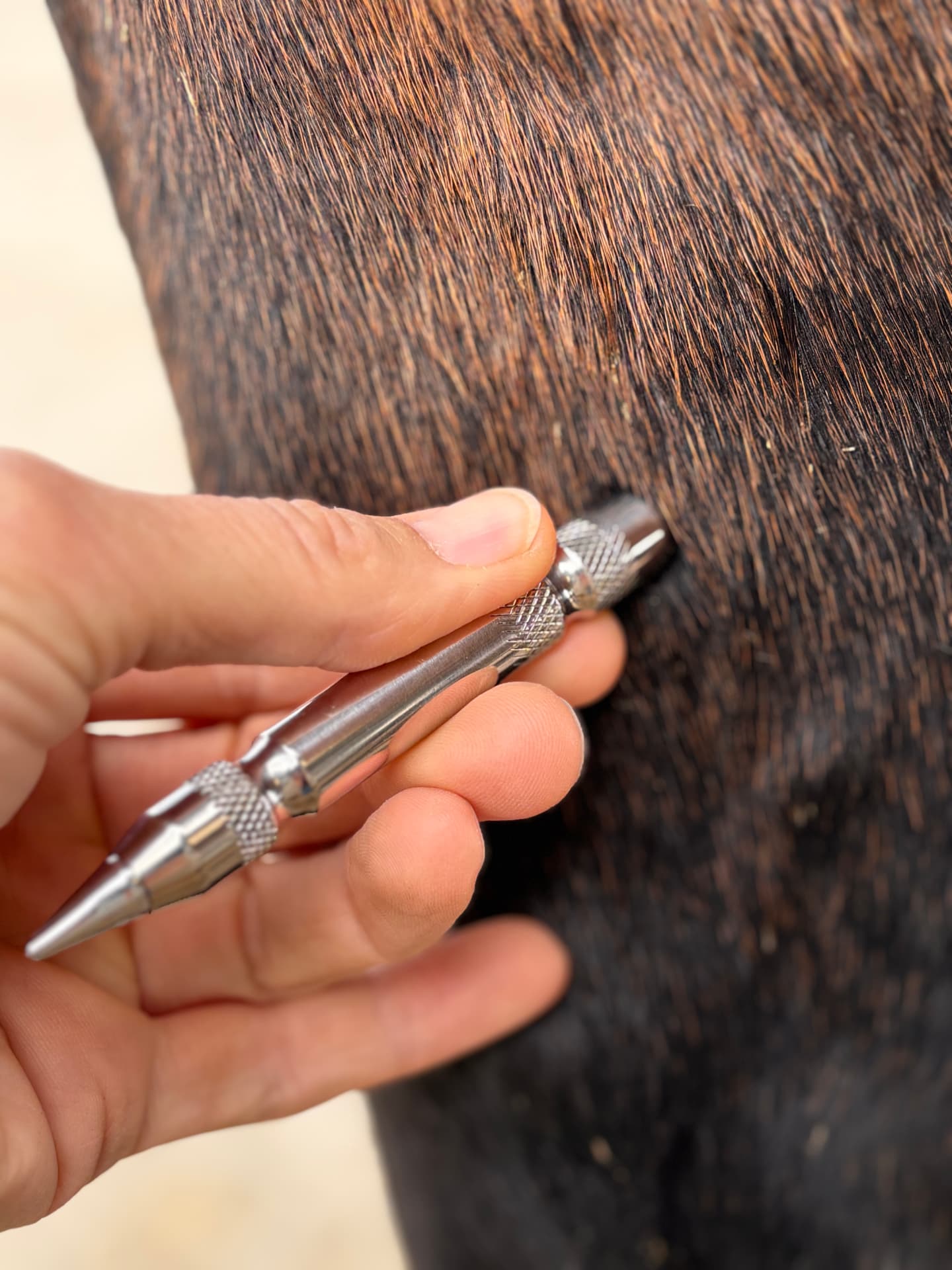 De magneetpen in gebruik op de vacht van een paard