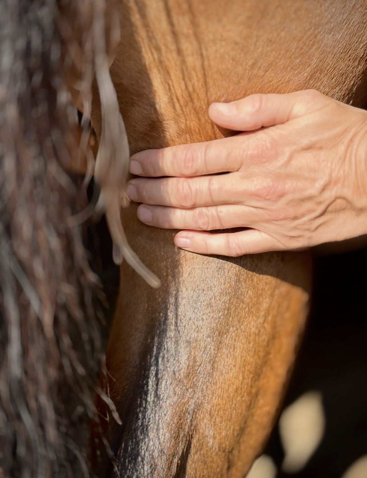 Shiatsu voor paard en ruiter