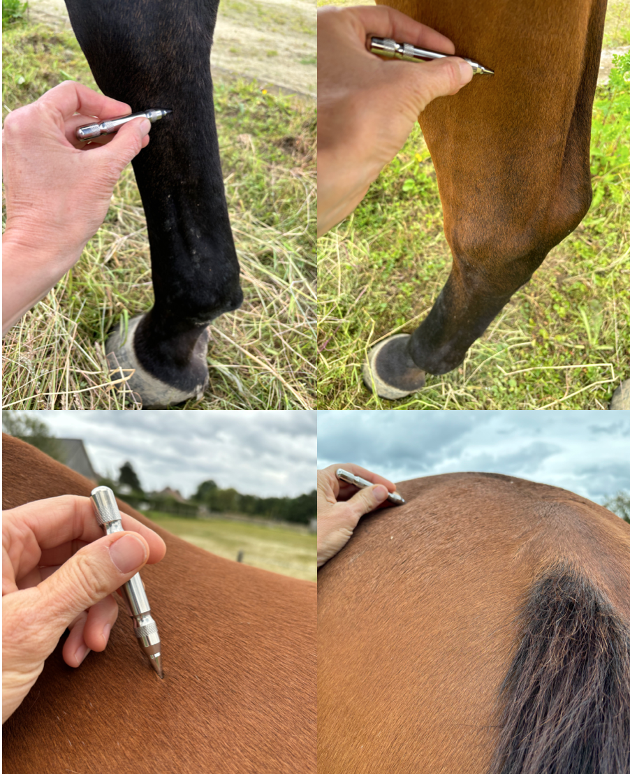 Magneetnaald voor paarden