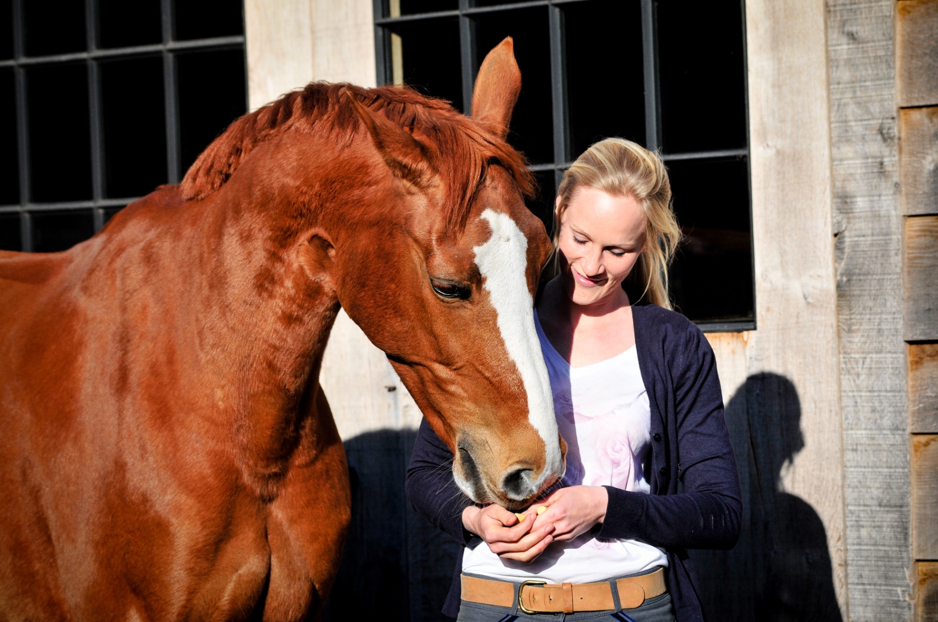 Schimmel bij paarden
