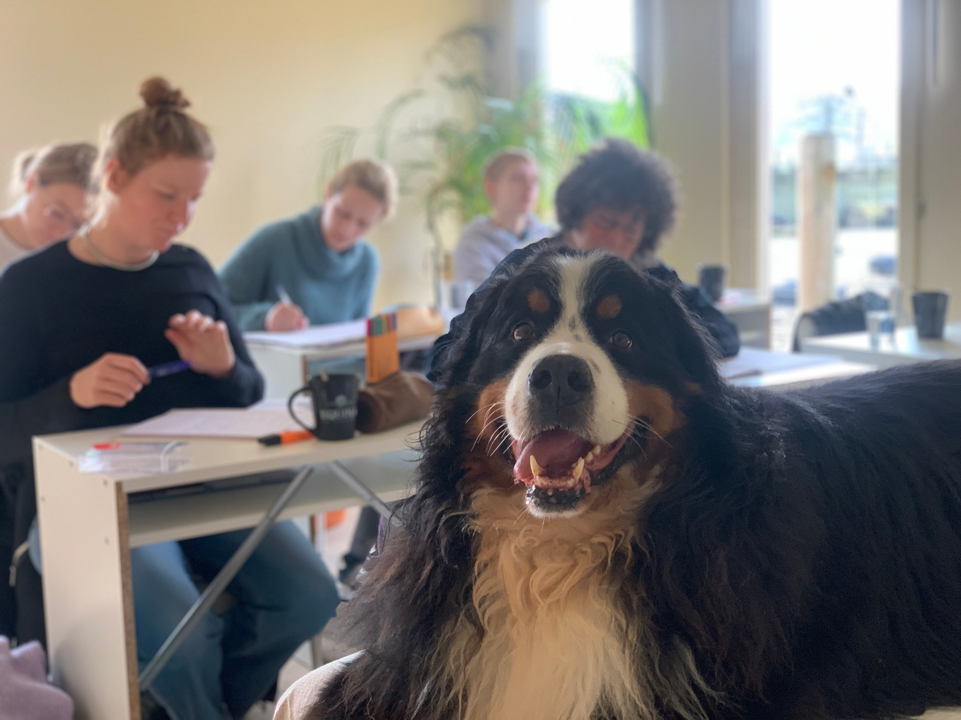 Workshop shiatsu voor honden bij Equina