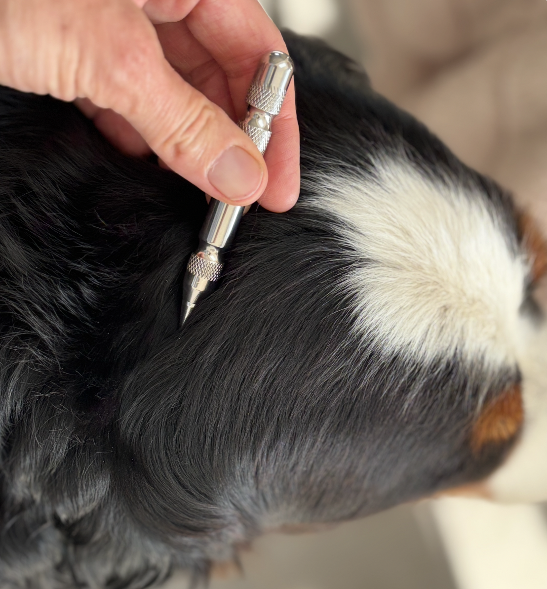 Magneetnaald voor honden