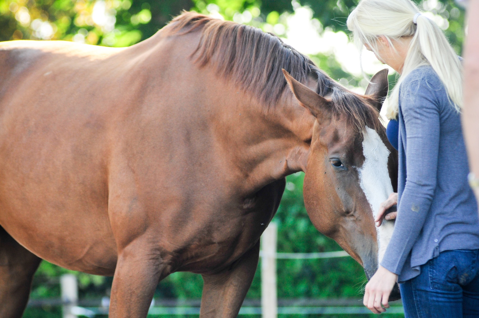 Maagproblemen bij paarden: herkennen en holistisch aanpakken