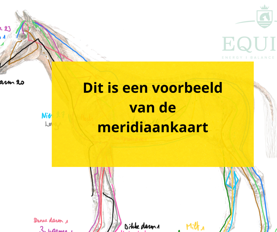 Meridiaankaart paardenshiatsu (digitaal)