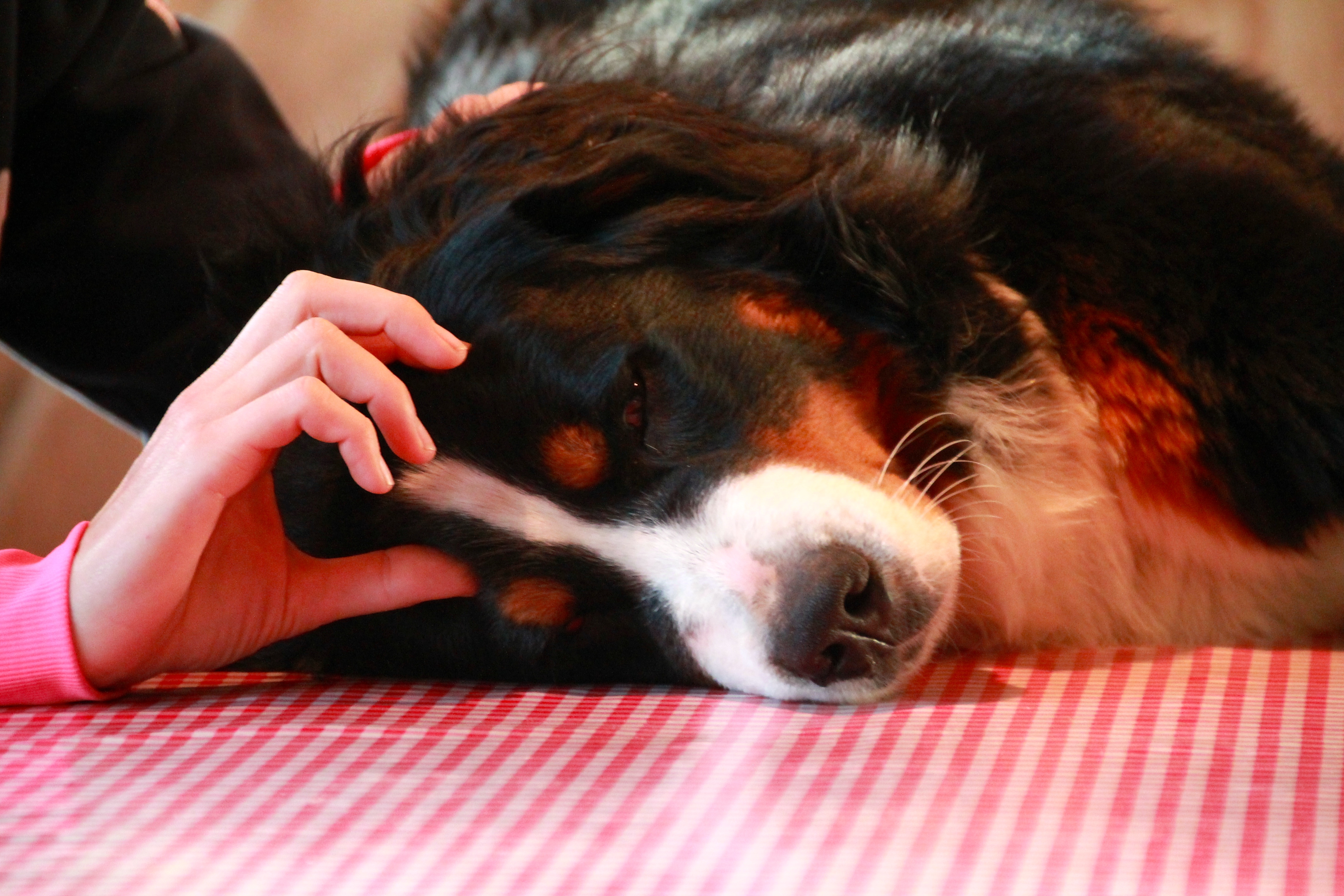 Een rustige shiatsubehandeling voor een hond