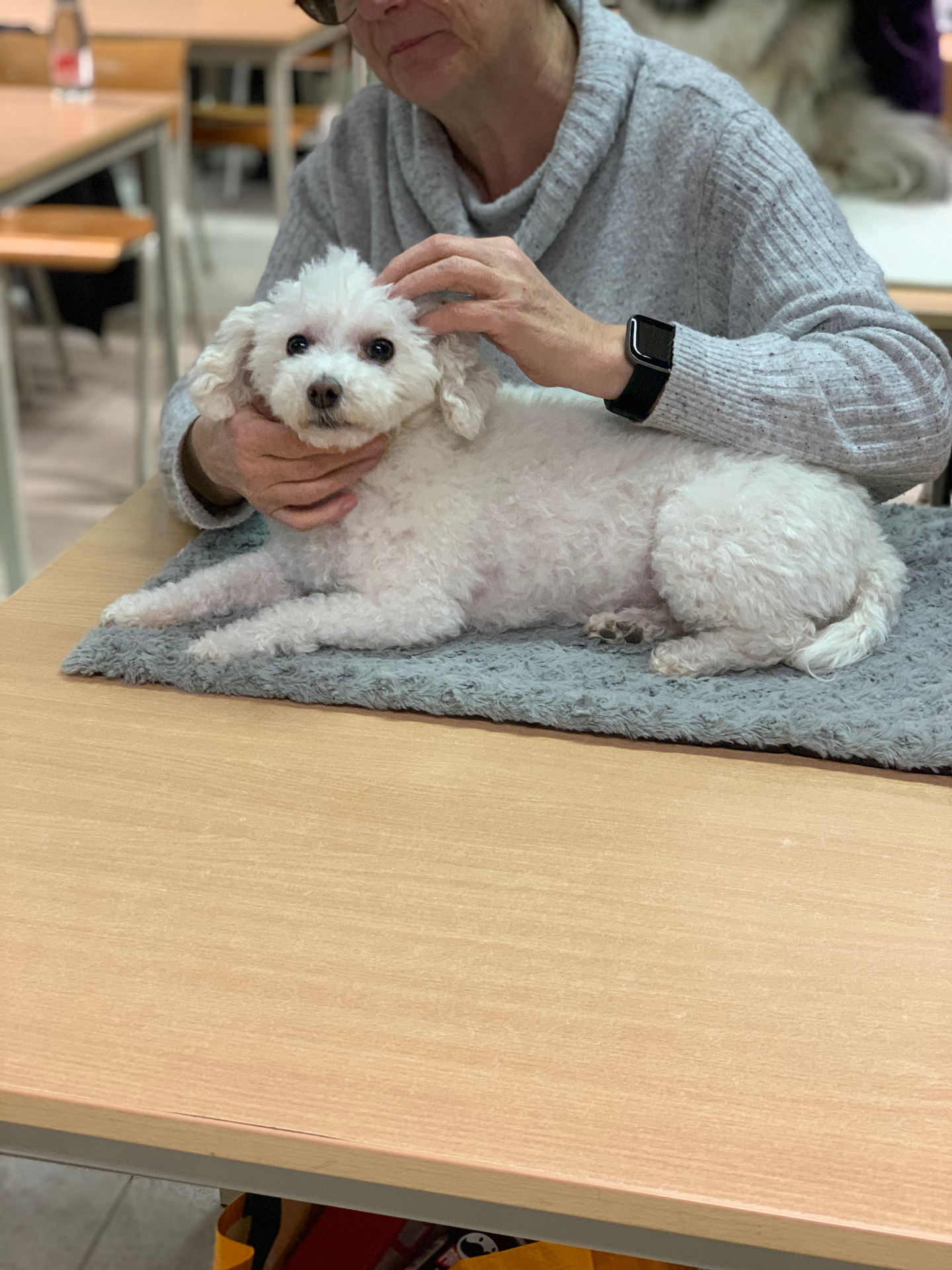 Deelnemer oefent acupressuur bij een witte bichon tijdens de workshop