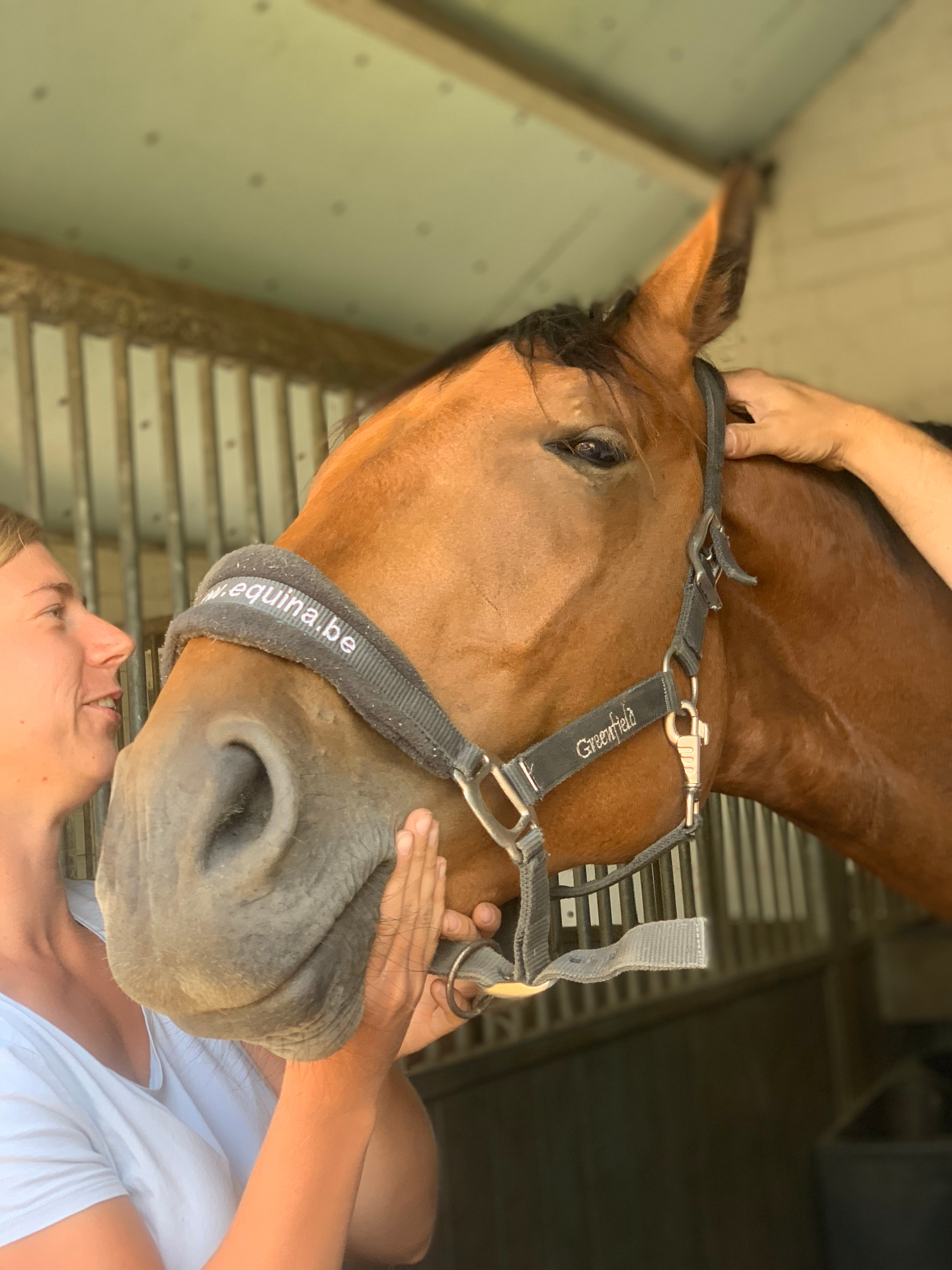 Zachte cranio-sacrale behandeling aan het hoofd van een paard