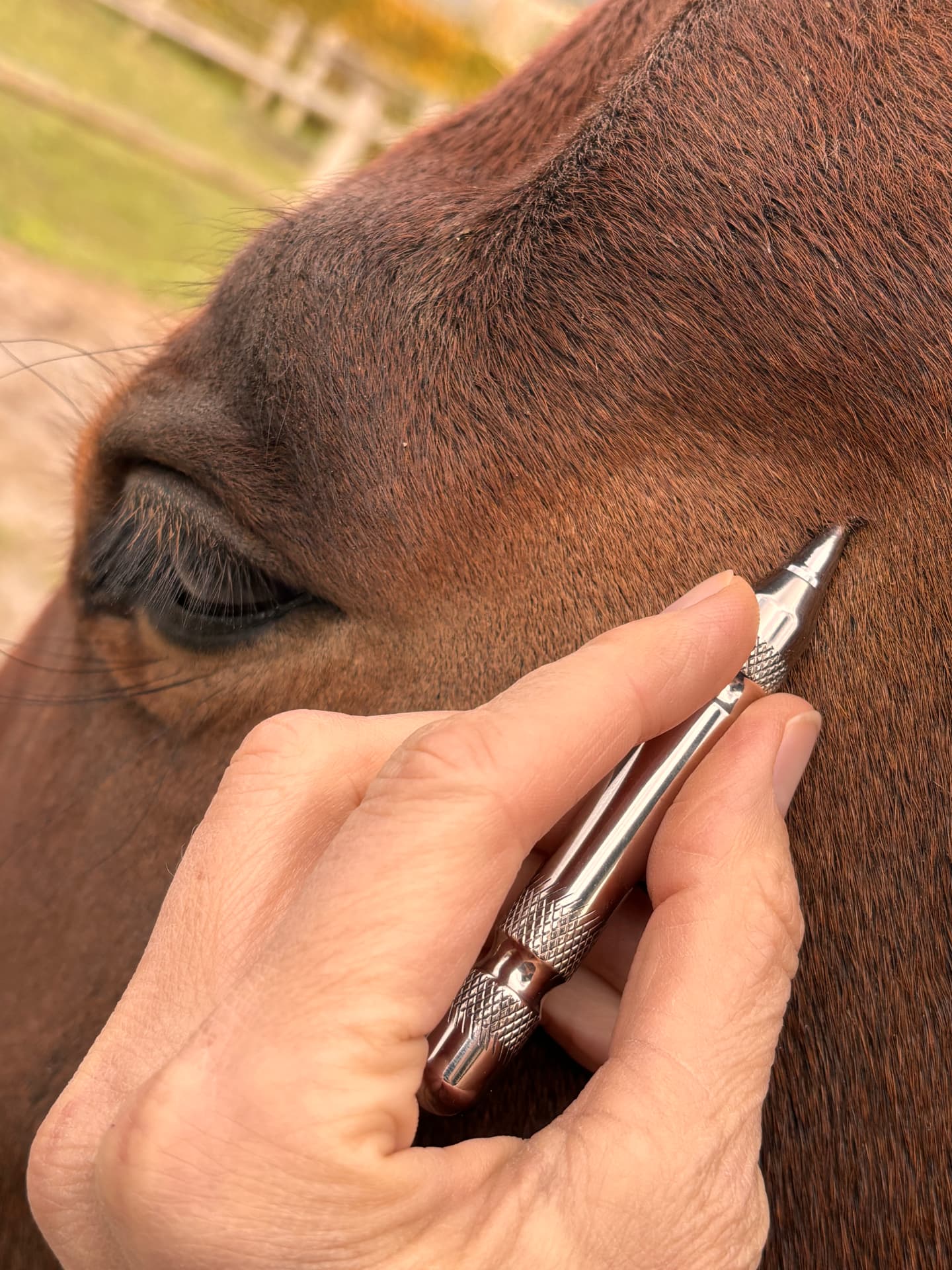 De magneetnaald in gebruik op het hoofd van een paard