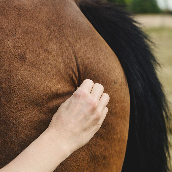 Evy van Equina werkt met shiatsu-druk op de rug van een paard