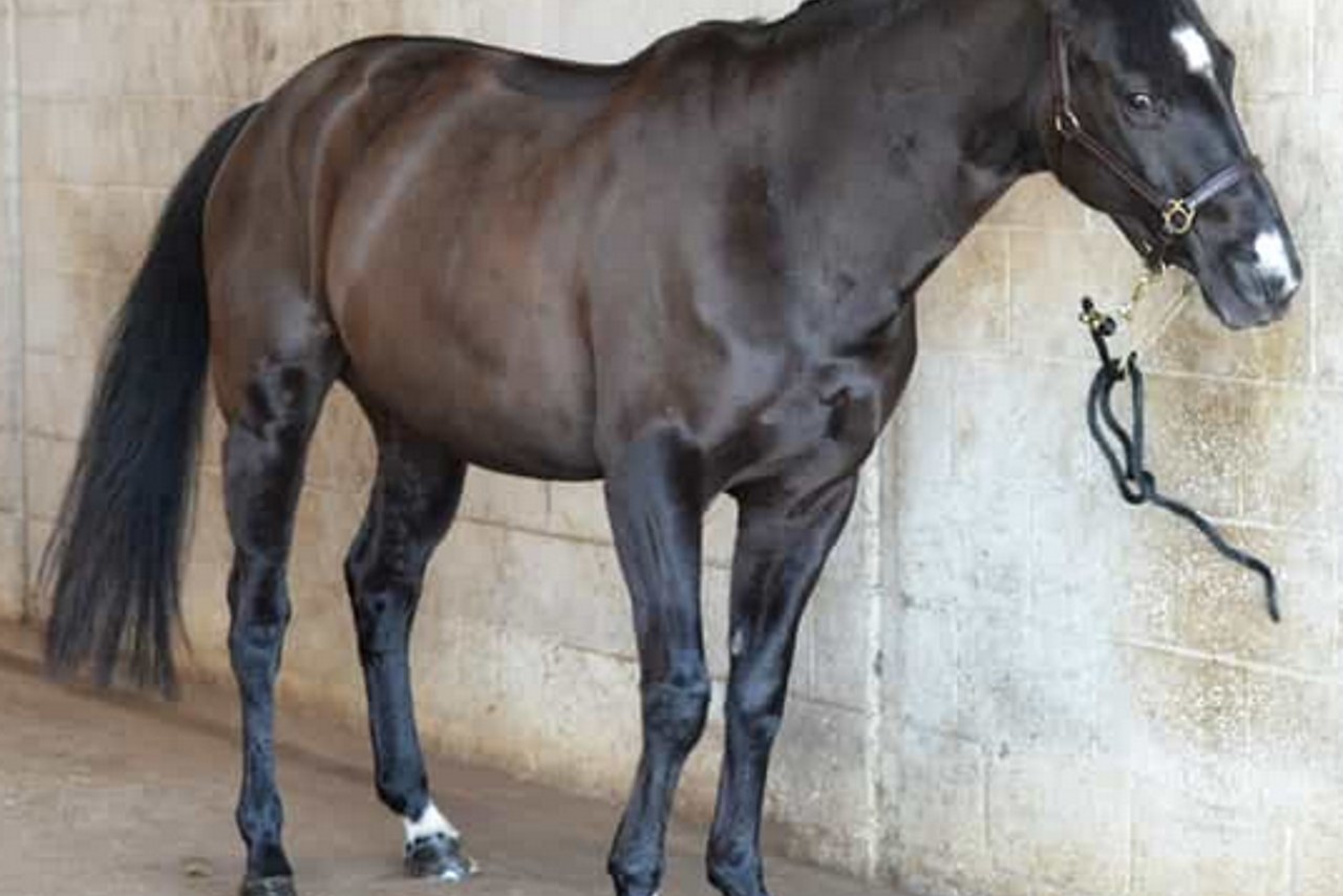 Headshaking: waarom slaat je paard met zijn hoofd?