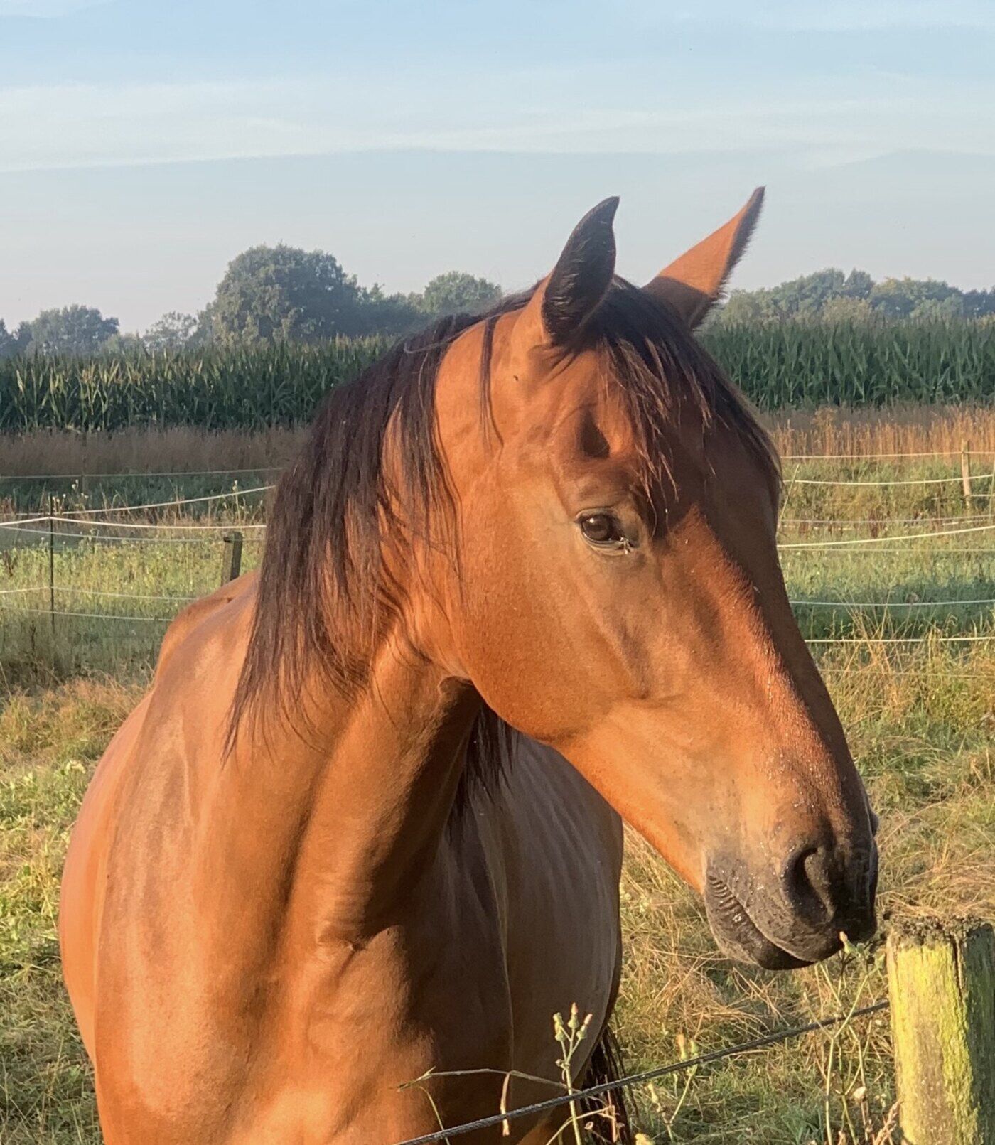 EquiCheck: scan je paard