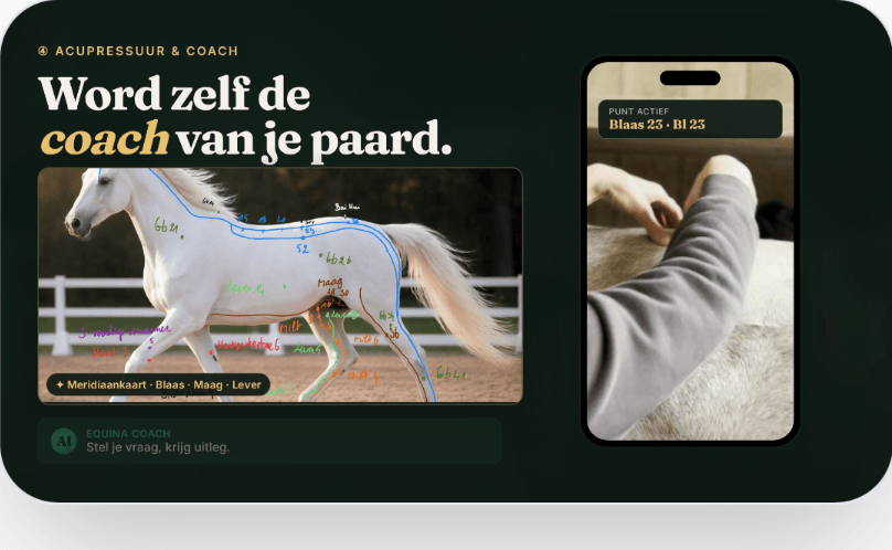 EquiCheck acupressuurcoach met meridiaankaart en uitleg