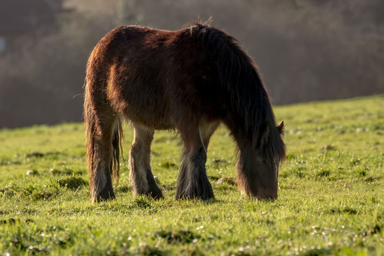 Cushing bij paarden