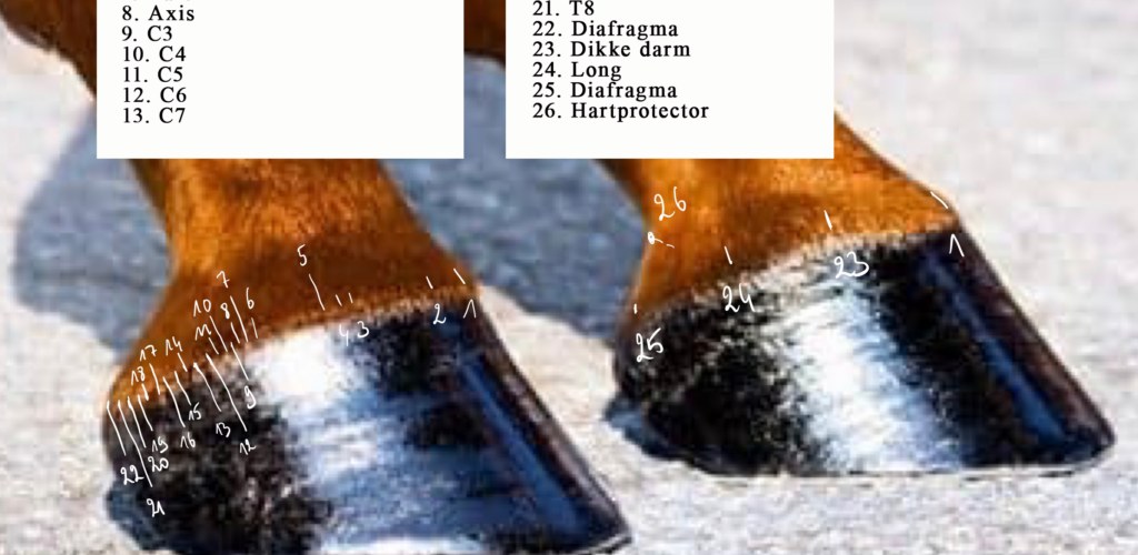 Hoefreflexologie