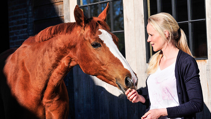 Shiatsu behandeling bij een paard