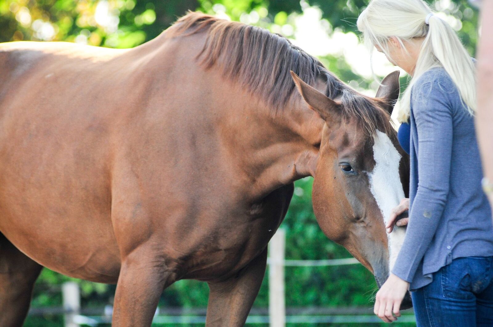 Wat heeft jouw paard?