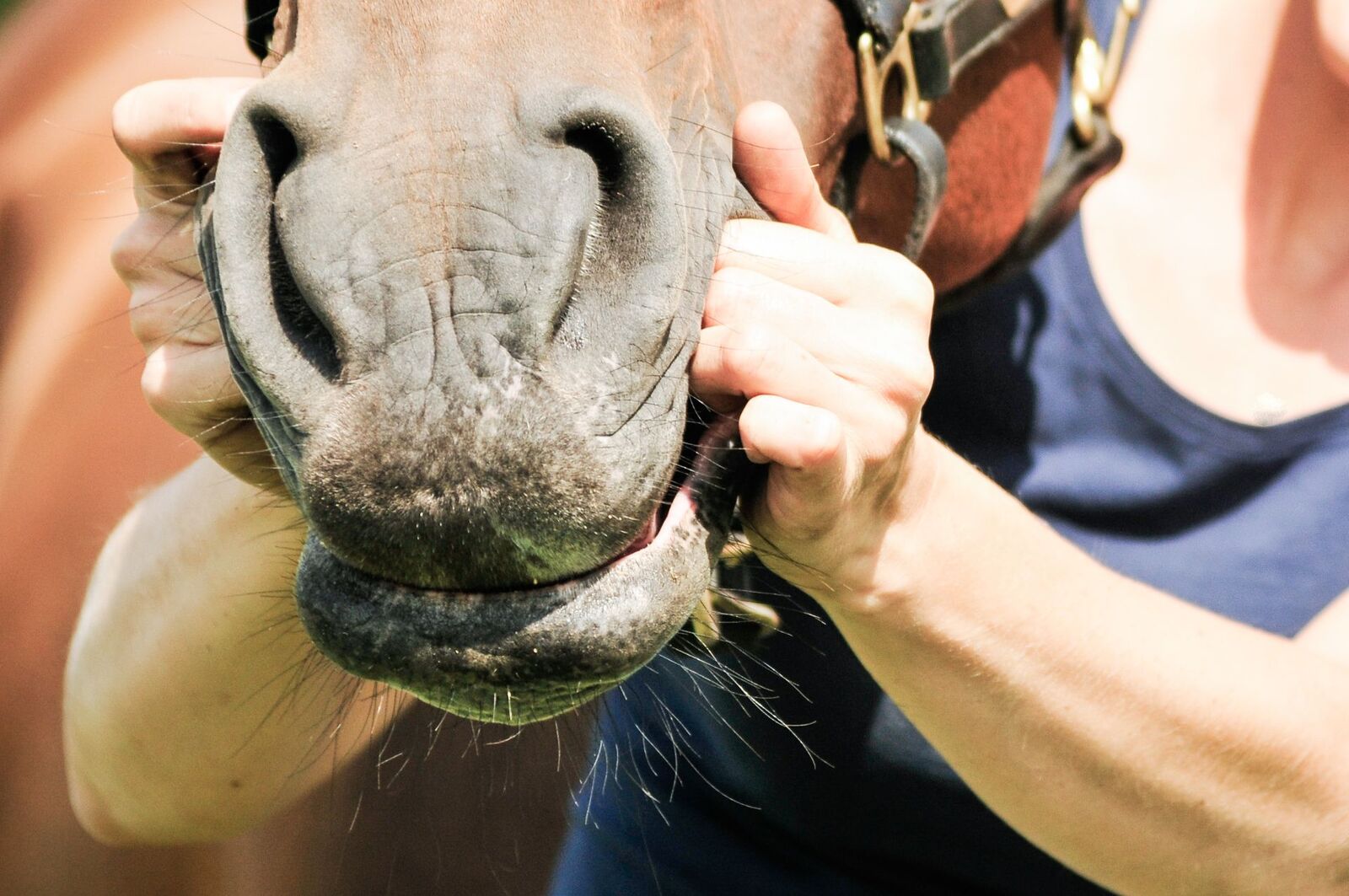 Handen die rustig de kaak en neus van een paard ontspannen tijdens shiatsu