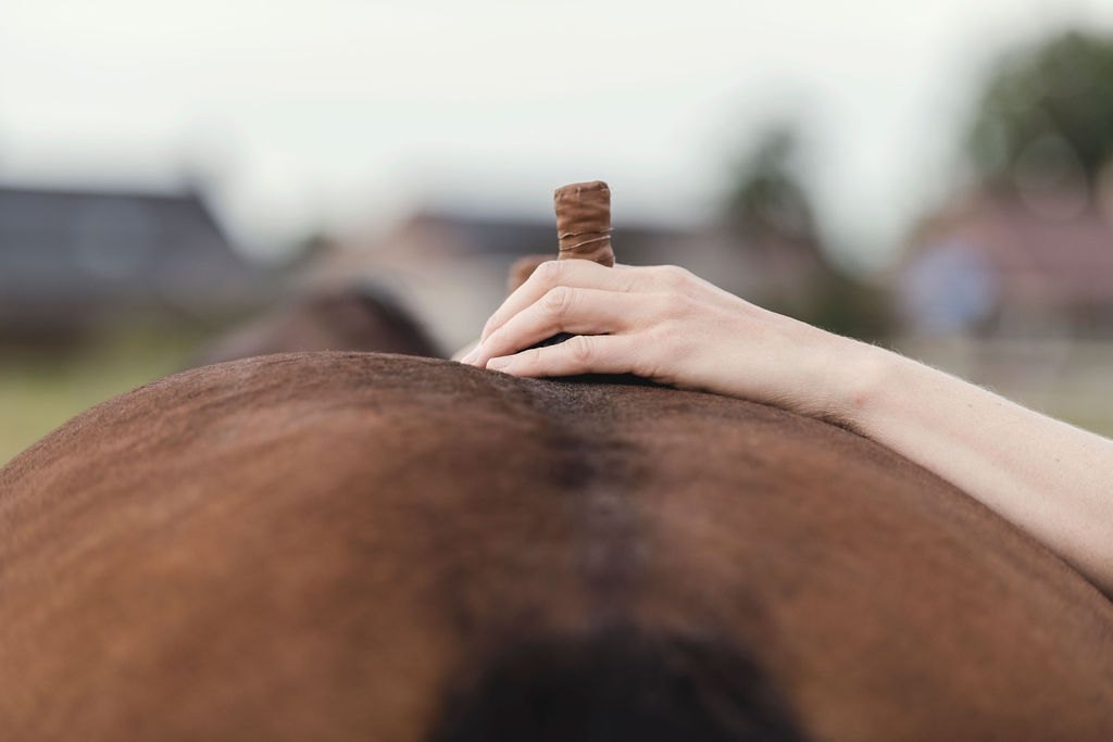 Moorstempel- en hotstonemassage bij een paard