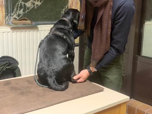 Wat als je hond z'n pootjes moeilijk laat aanraken?