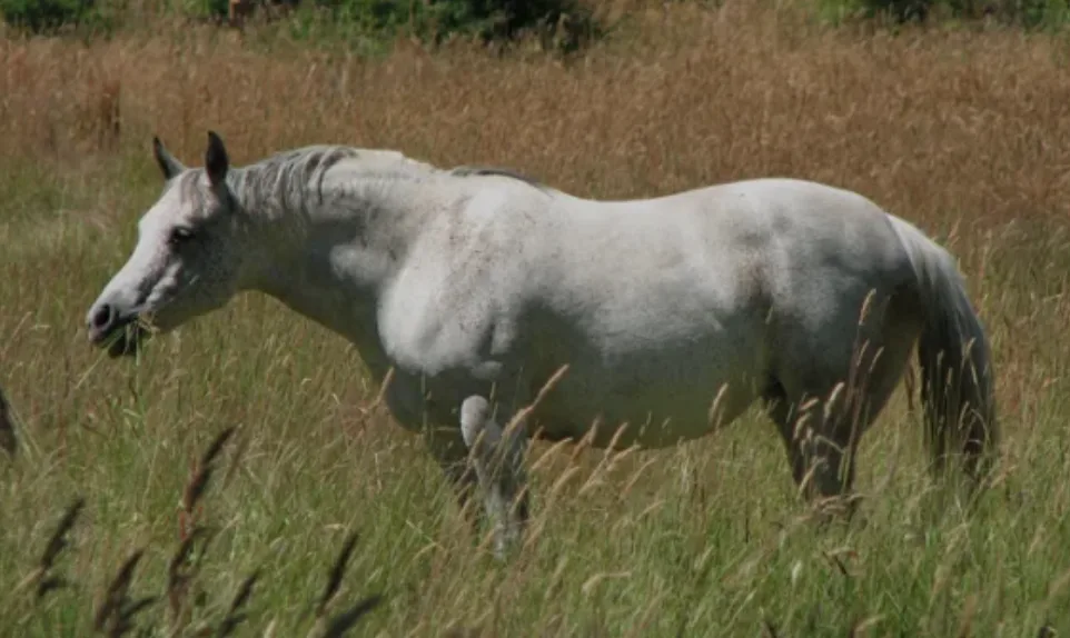 Insulineresistentie bij paarden