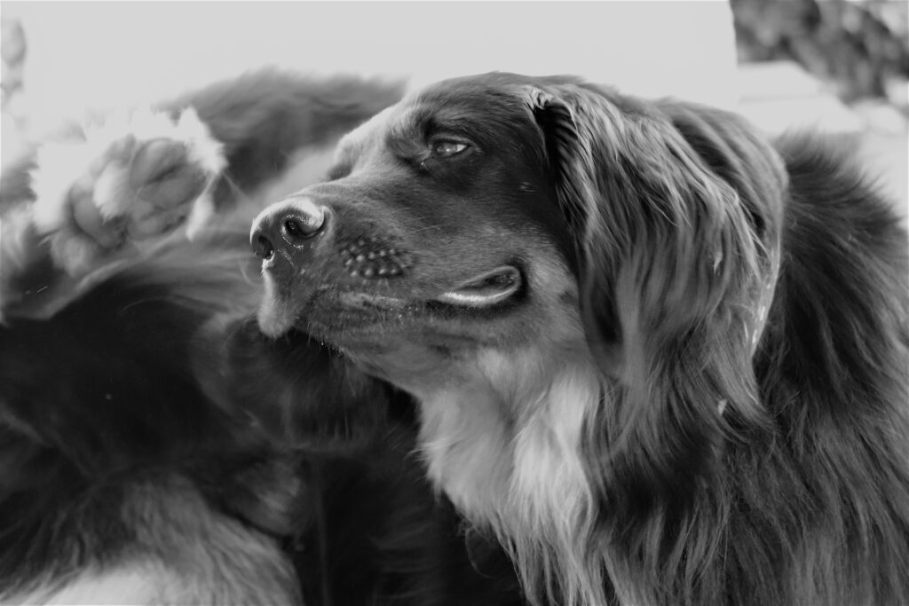 Jeuk bij honden