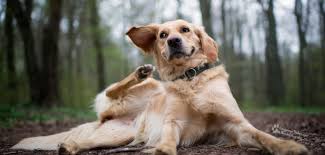 Vachtproblemen bij honden