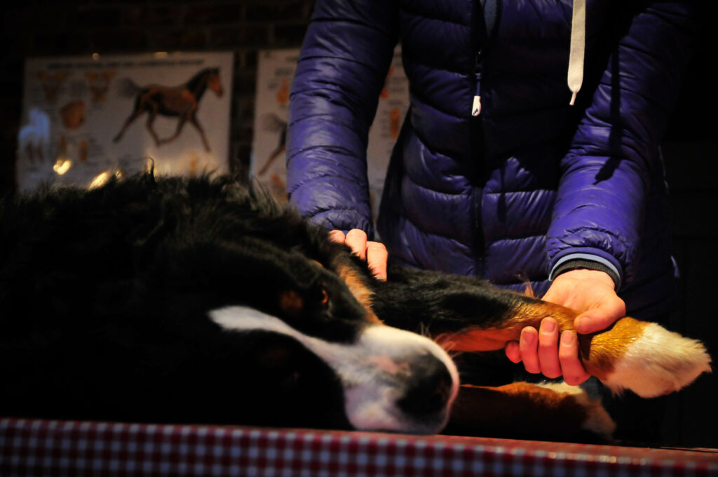 Is jouw hond ziek?