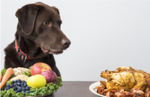 Spijsverteringsproblemen bij honden
