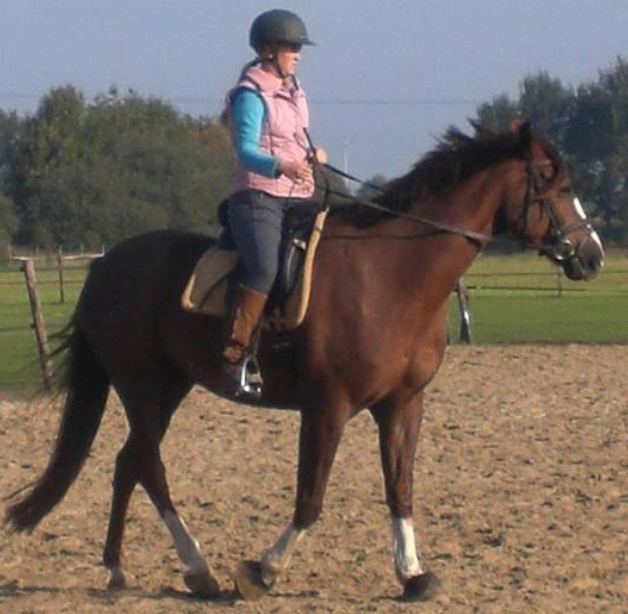 Stijfheid bij paarden
