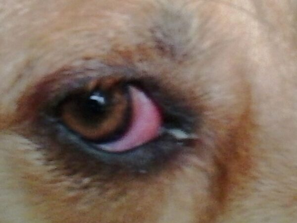 oogprobleem hond