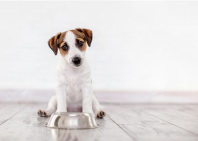 Spijsverteringsproblemen bij honden