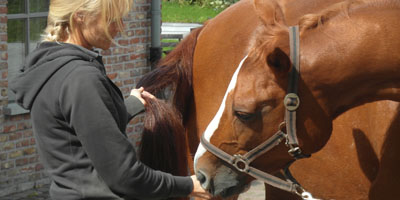 Holistisch Paarden-en ponytherapeut