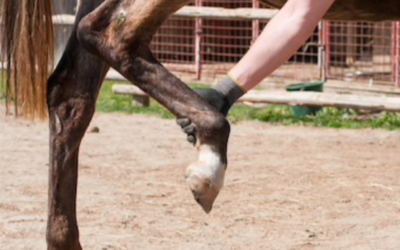 Artrose en artritis bij paarden