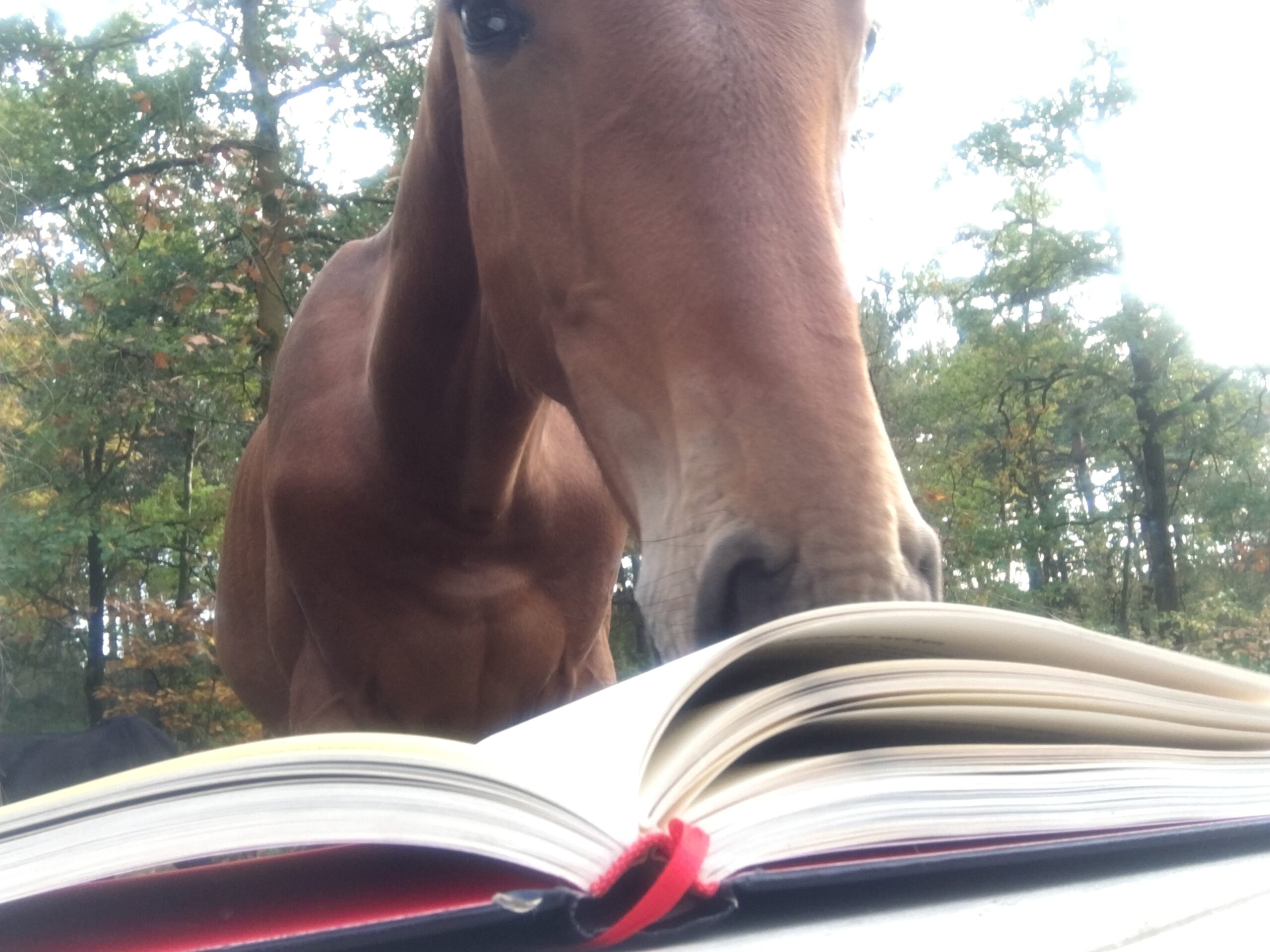 Rex Reading