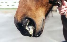 Verkoudheidsvorm rhinopneumonie bij paarden