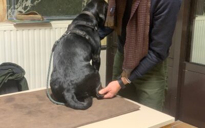 [VIDEOBLOG] Wat als je hond z’n pootjes moeilijk laat aanraken?