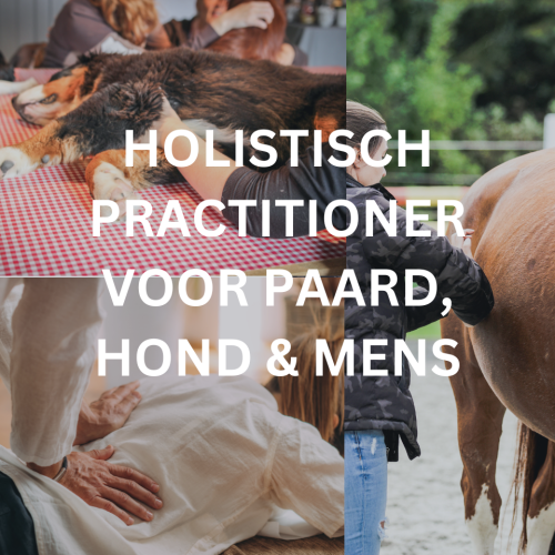 Holistisch Practitioner voor Paard, Hond en Mens