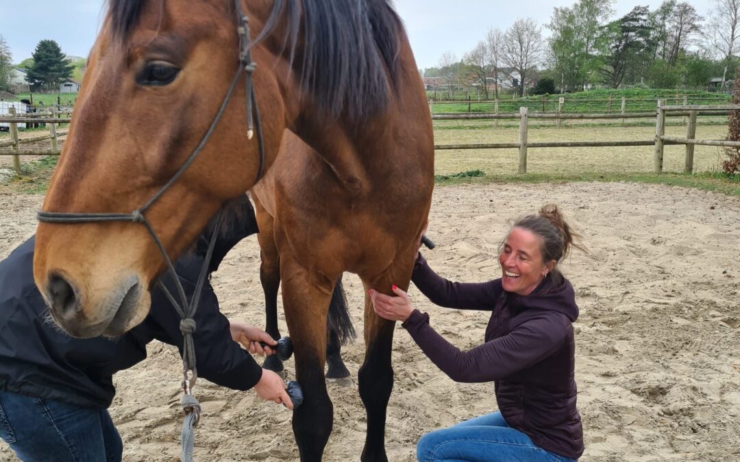Vacatures met paarden – bestaan die eigenlijk écht?