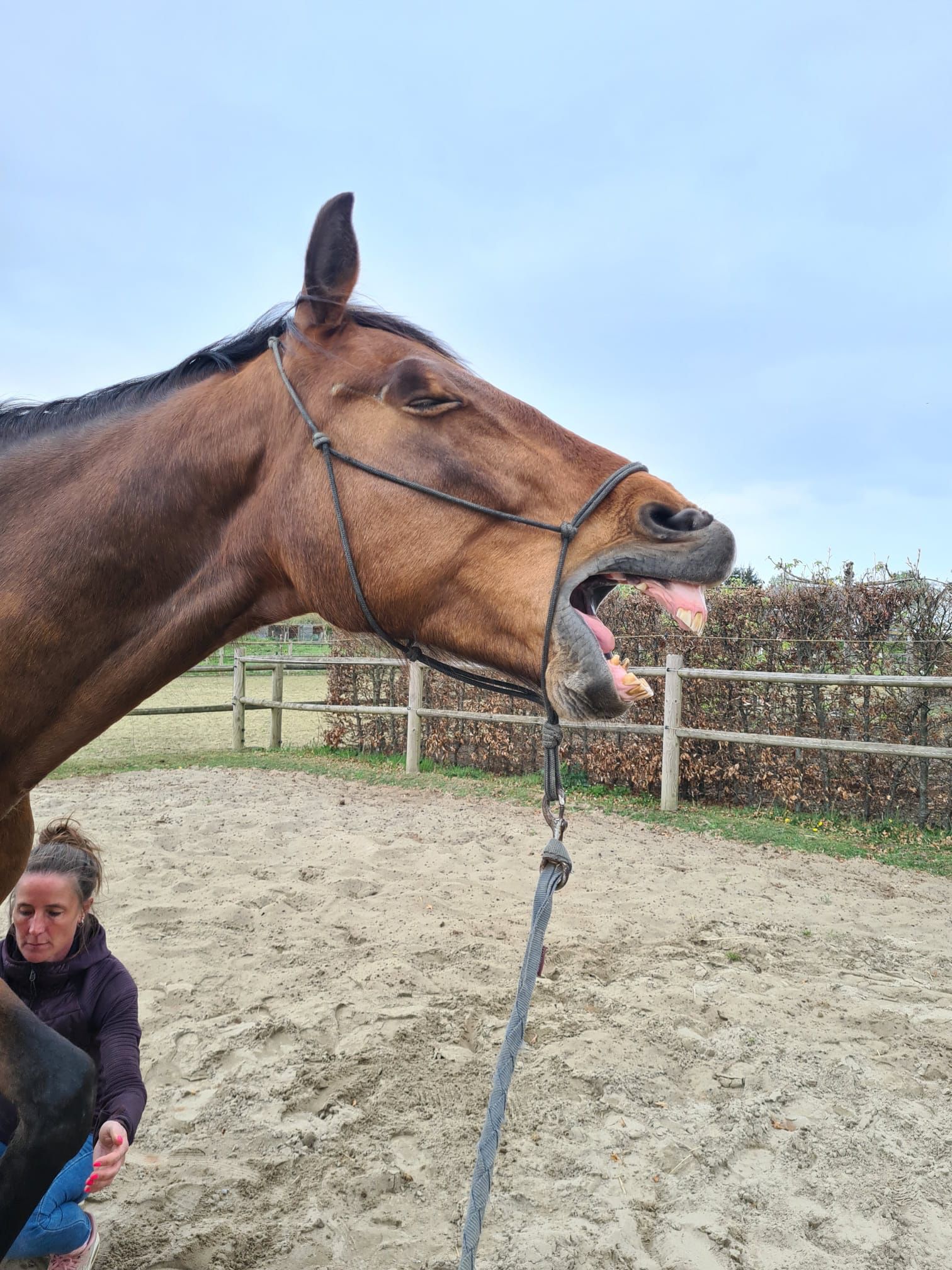 Webinar De 5 meest voorkomende paardenziektes