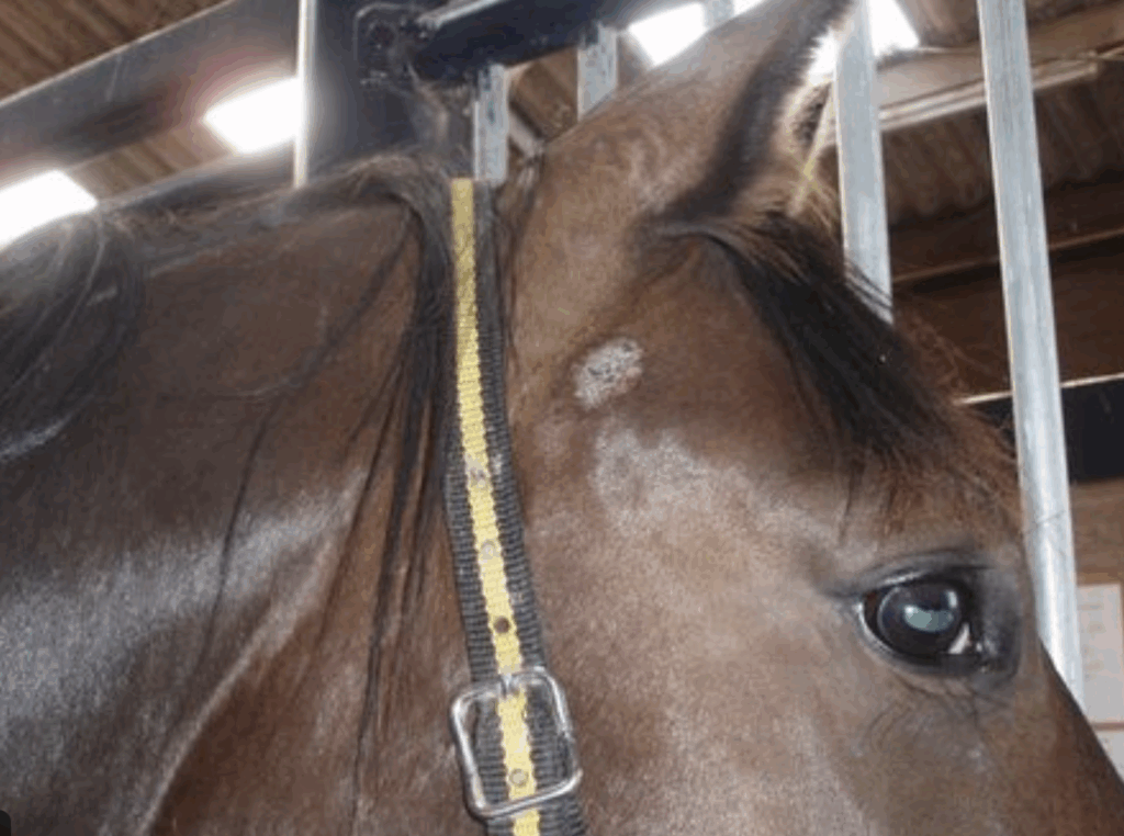 Paard met schimmelplekken op hoofd – herkenbare symptomen bij ringworm