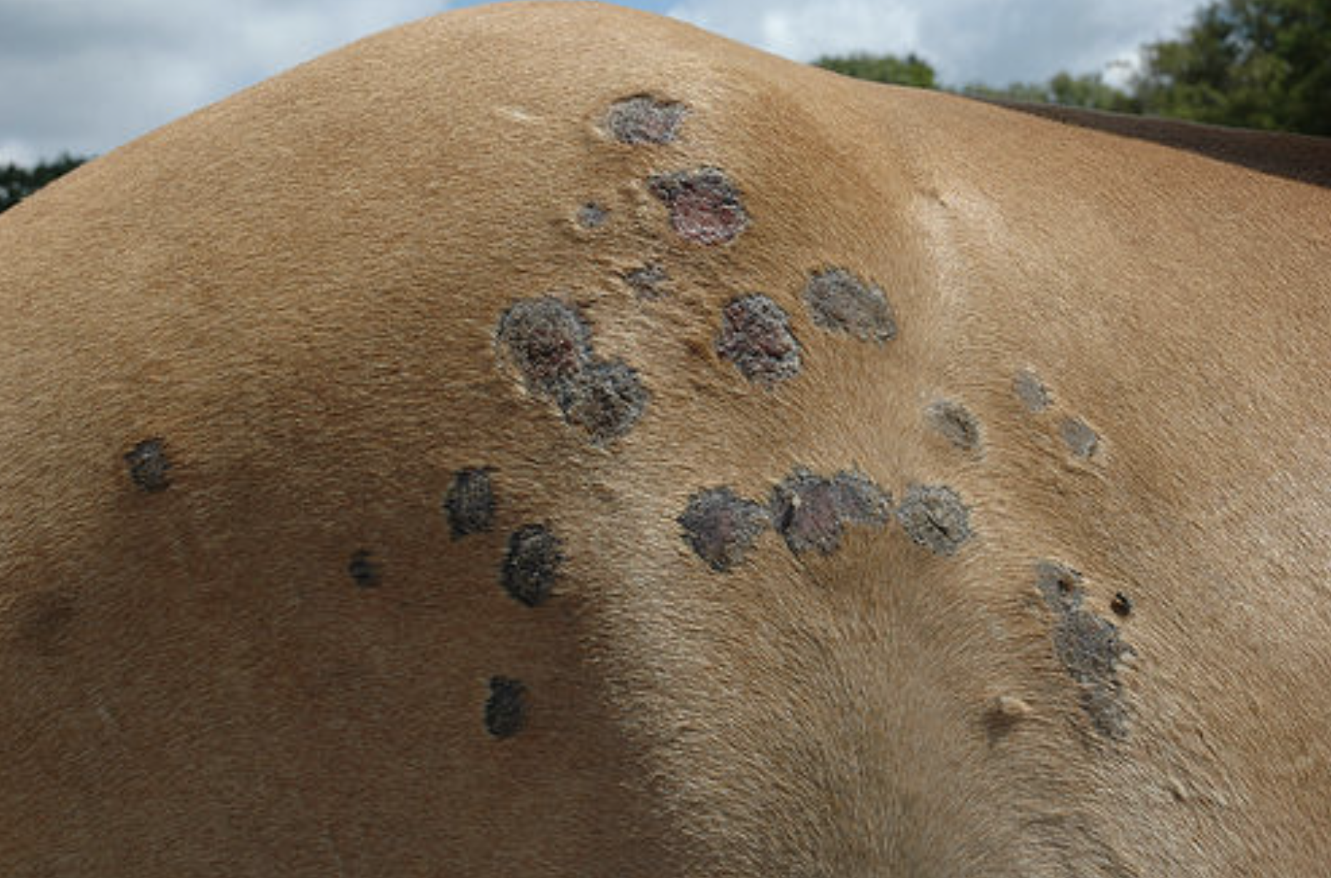 Bil van een paard met meerdere ronde schimmelplekken en haarverlies