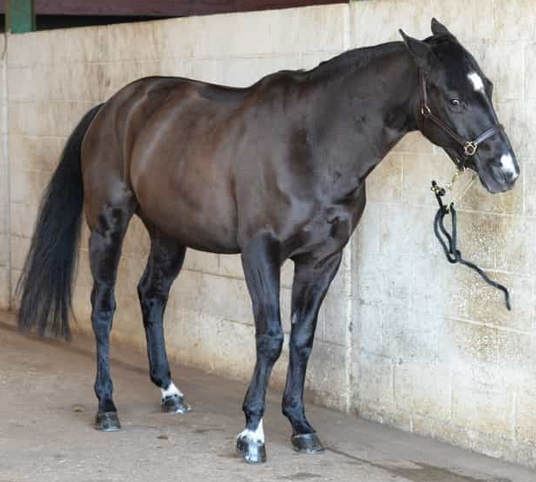 Webinar Moody Mares